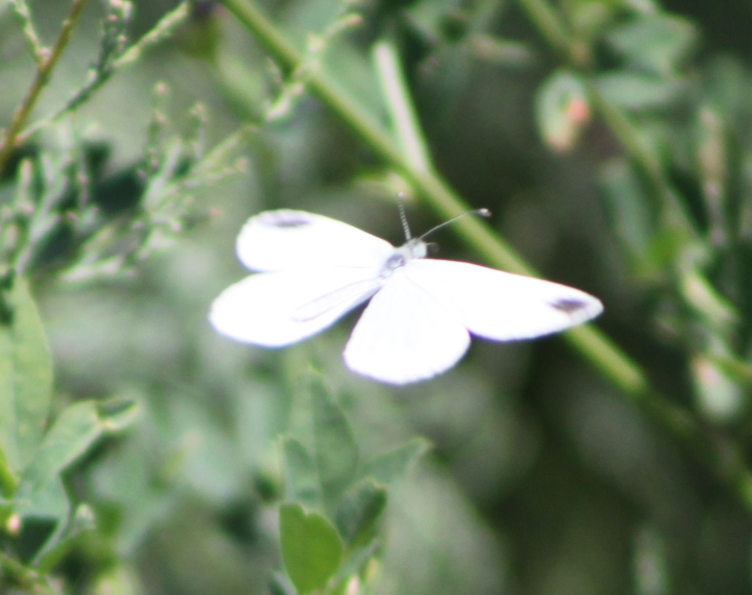 Leptidea sinapis?